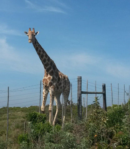 Makulu Manzi Glengarriff East London Eastern Cape South Africa Giraffe, Mammal, Animal, Herbivore