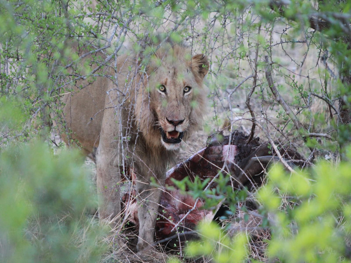 Makumu Private Game Lodge Klaserie Private Nature Reserve Mpumalanga South Africa Lion, Mammal, Animal, Big Cat, Predator
