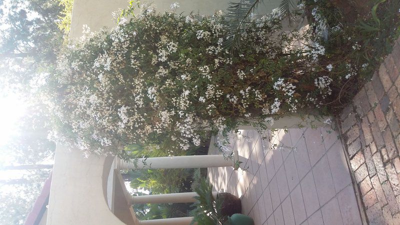 Malachite Guest House Glen Austin Johannesburg Gauteng South Africa Unsaturated, Balcony, Architecture, Blossom, Plant, Nature, Bouquet Of Flowers, Flower, Garden