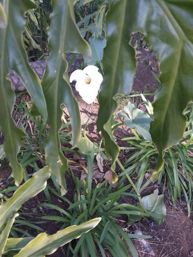 Malachite Guest House Glen Austin Johannesburg Gauteng South Africa Flower, Plant, Nature, Orchid