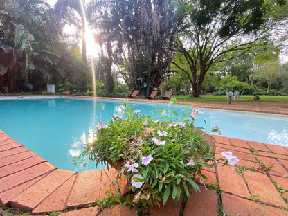 Malandela'S Guest House, Palm Tree, Plant, Nature, Wood, Garden, Swimming Pool