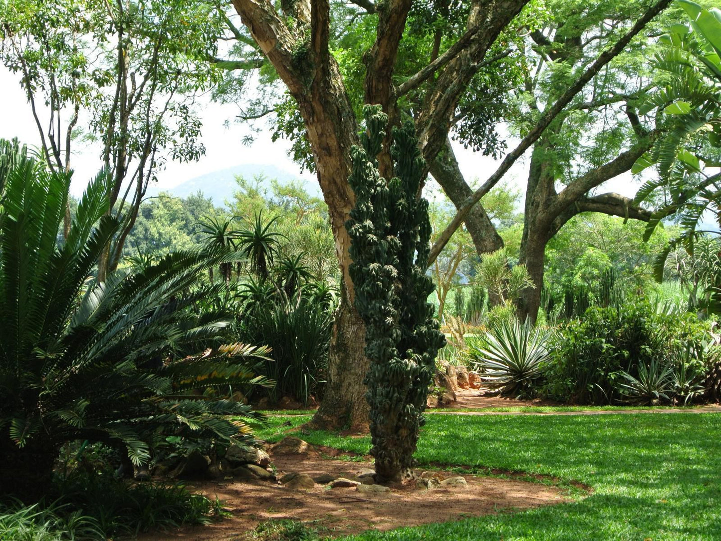 Malandela'S Guest House, Palm Tree, Plant, Nature, Wood, Tree, Garden