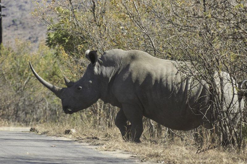 Malelane Rest Camp Kruger National Park Sanparks South Kruger Park Mpumalanga South Africa Unsaturated, Rhino, Mammal, Animal, Herbivore