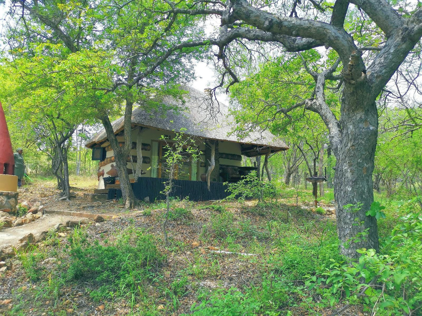 Mali Mali Safari Lodge Hoedspruit Limpopo Province South Africa Forest, Nature, Plant, Tree, Wood