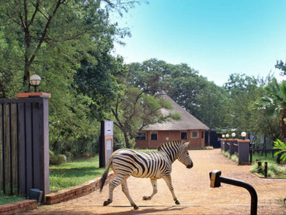 Malibu Country Lodge Kameeldrift East Pretoria Tshwane Gauteng South Africa Complementary Colors, Zebra, Mammal, Animal, Herbivore