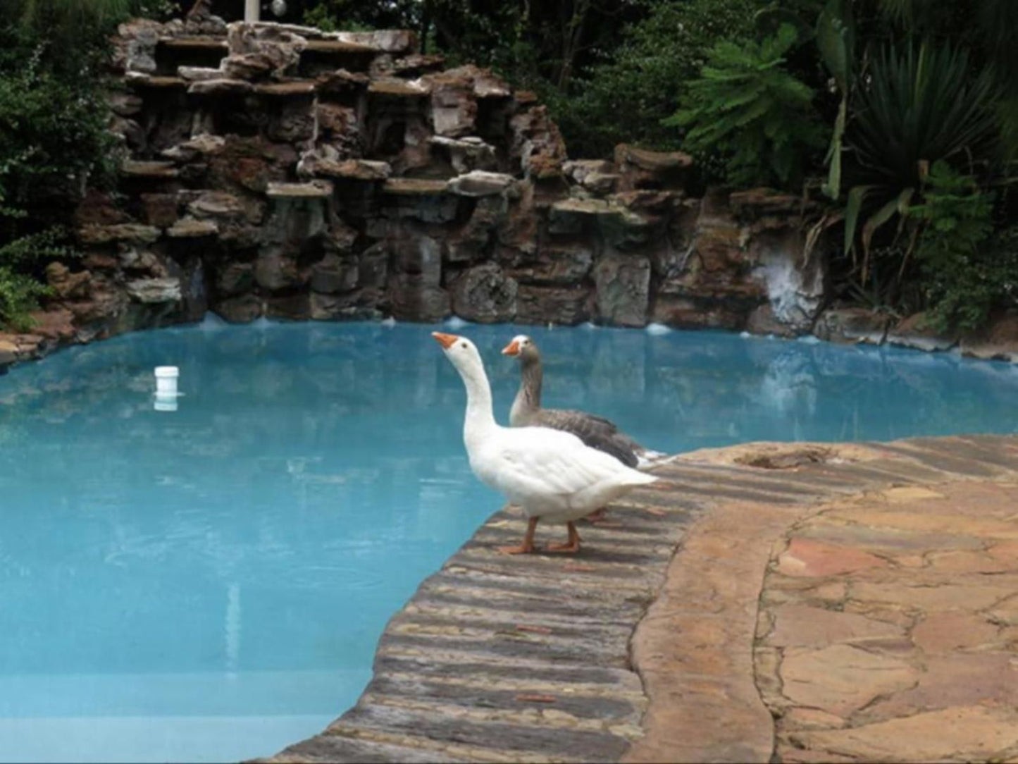 Malibu Country Lodge Kameeldrift East Pretoria Tshwane Gauteng South Africa Animal, Swimming Pool