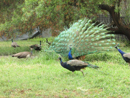 Malibu Country Lodge Kameeldrift East Pretoria Tshwane Gauteng South Africa Turkey, Bird, Animal