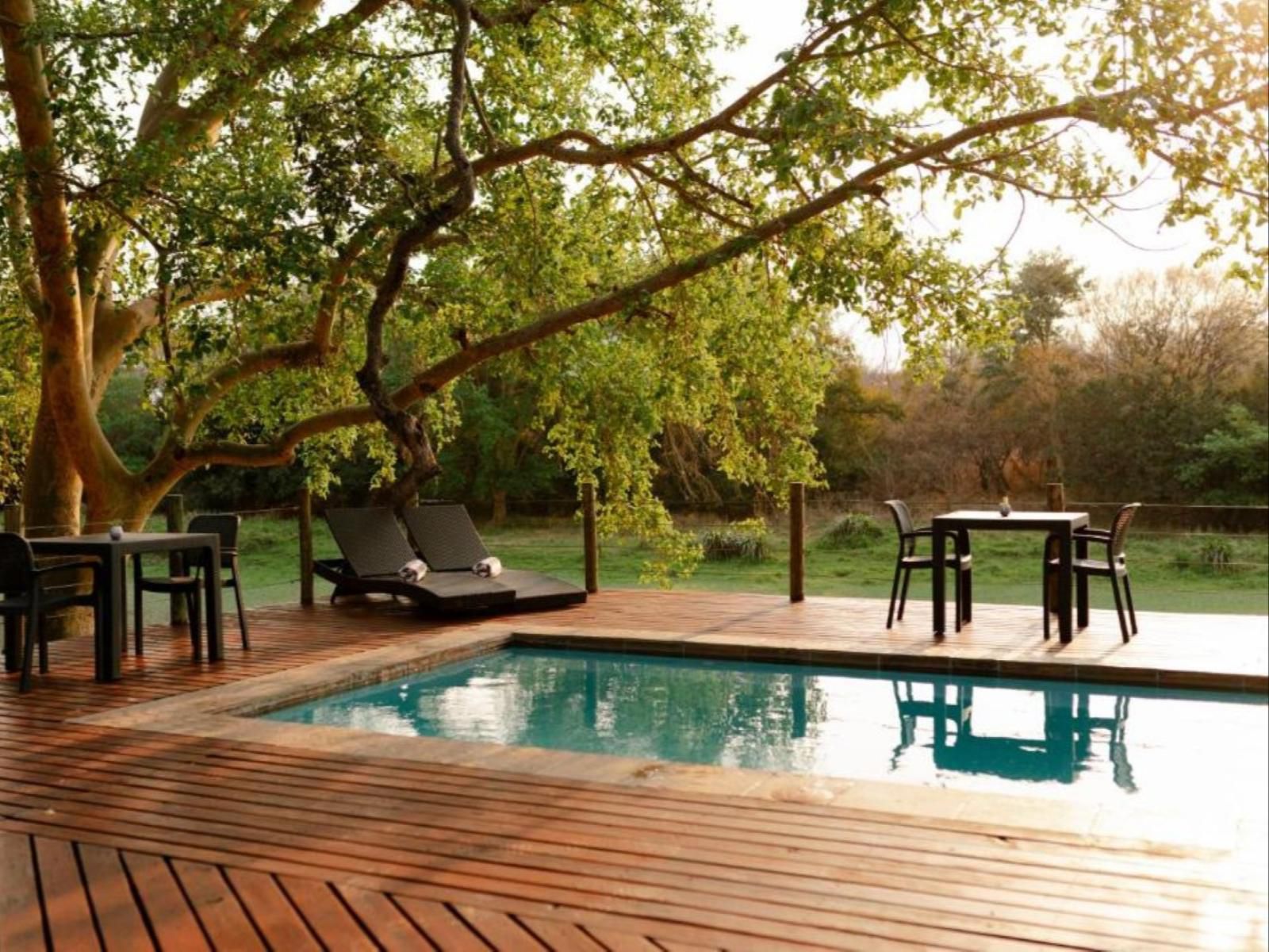 Malilule Safaris Hoedspruit Limpopo Province South Africa Tree, Plant, Nature, Wood, Swimming Pool