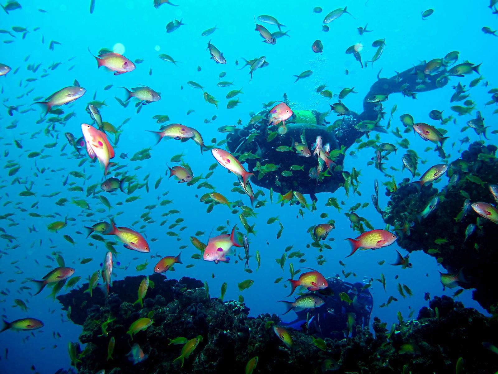 Malongane Beach Resort, Colorful, Reef, Nature