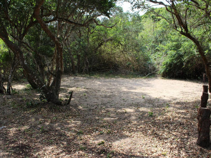 Malongane Beach Resort, Camp Site 101, Forest, Nature, Plant, Tree, Wood