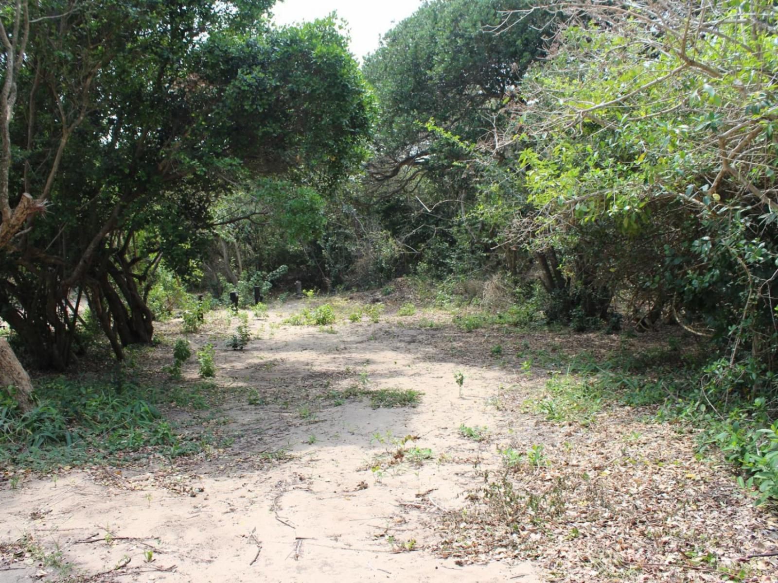 Malongane Beach Resort, Camp Site 102, Forest, Nature, Plant, Tree, Wood