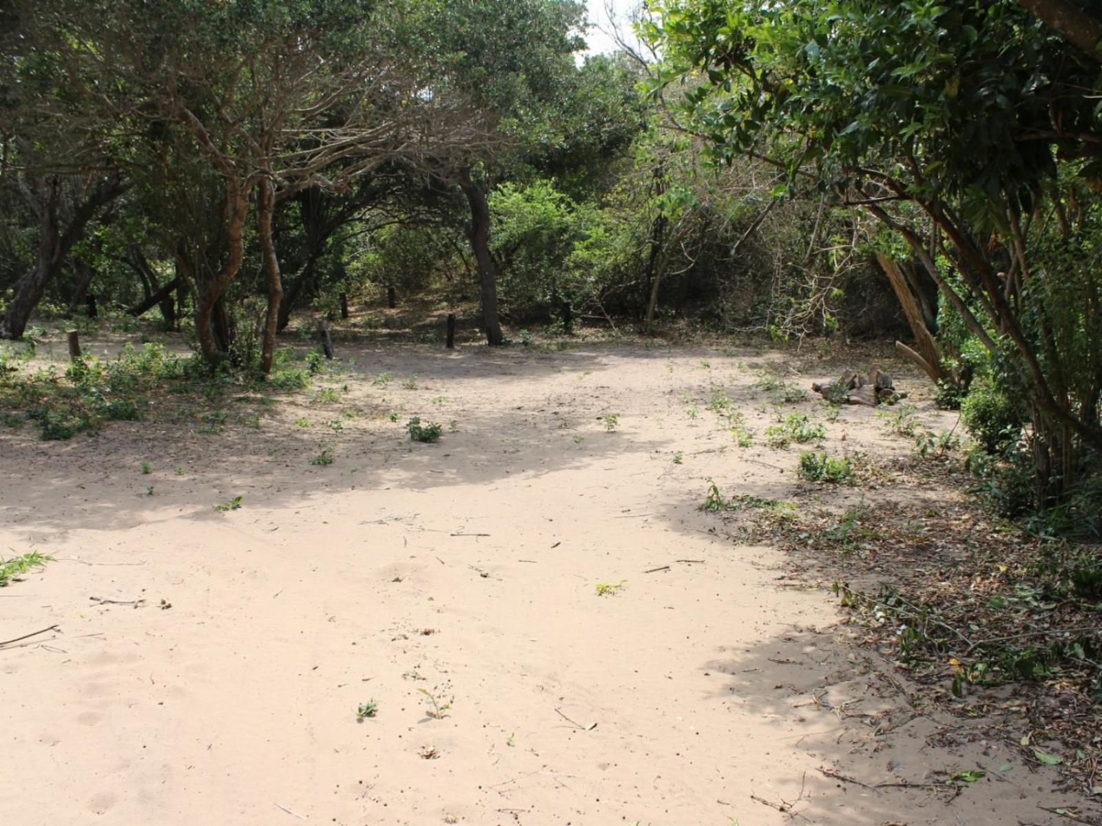 Malongane Beach Resort, Camp Site 103, Forest, Nature, Plant, Tree, Wood, Palm Tree