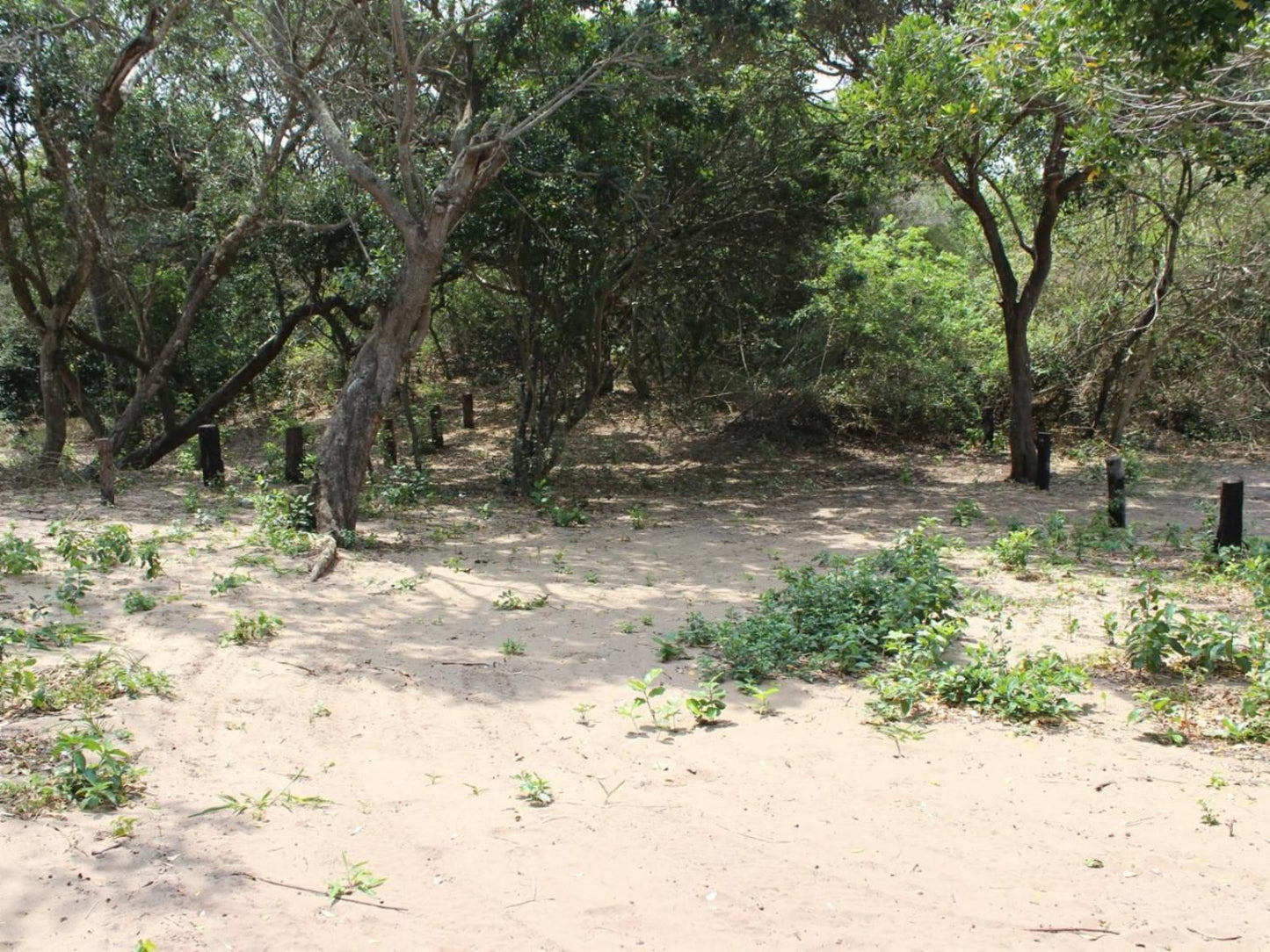 Malongane Beach Resort, Camp Site 104, Forest, Nature, Plant, Tree, Wood