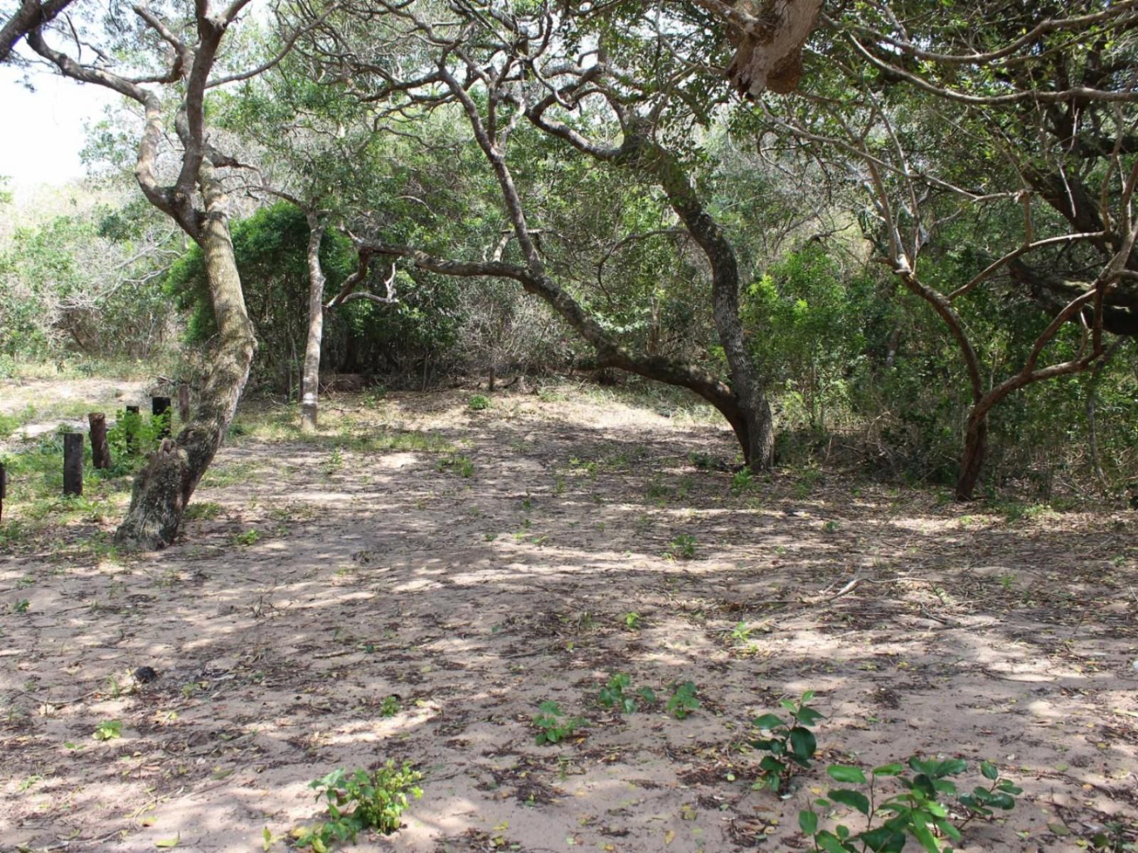 Malongane Beach Resort, Camp Site 105, Forest, Nature, Plant, Tree, Wood