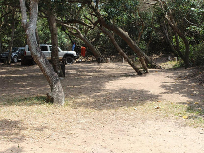 Malongane Beach Resort, Camp Site 106, Forest, Nature, Plant, Tree, Wood, Reptile, Animal