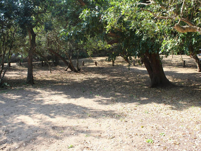 Malongane Beach Resort, Camp Site CS10, Forest, Nature, Plant, Tree, Wood