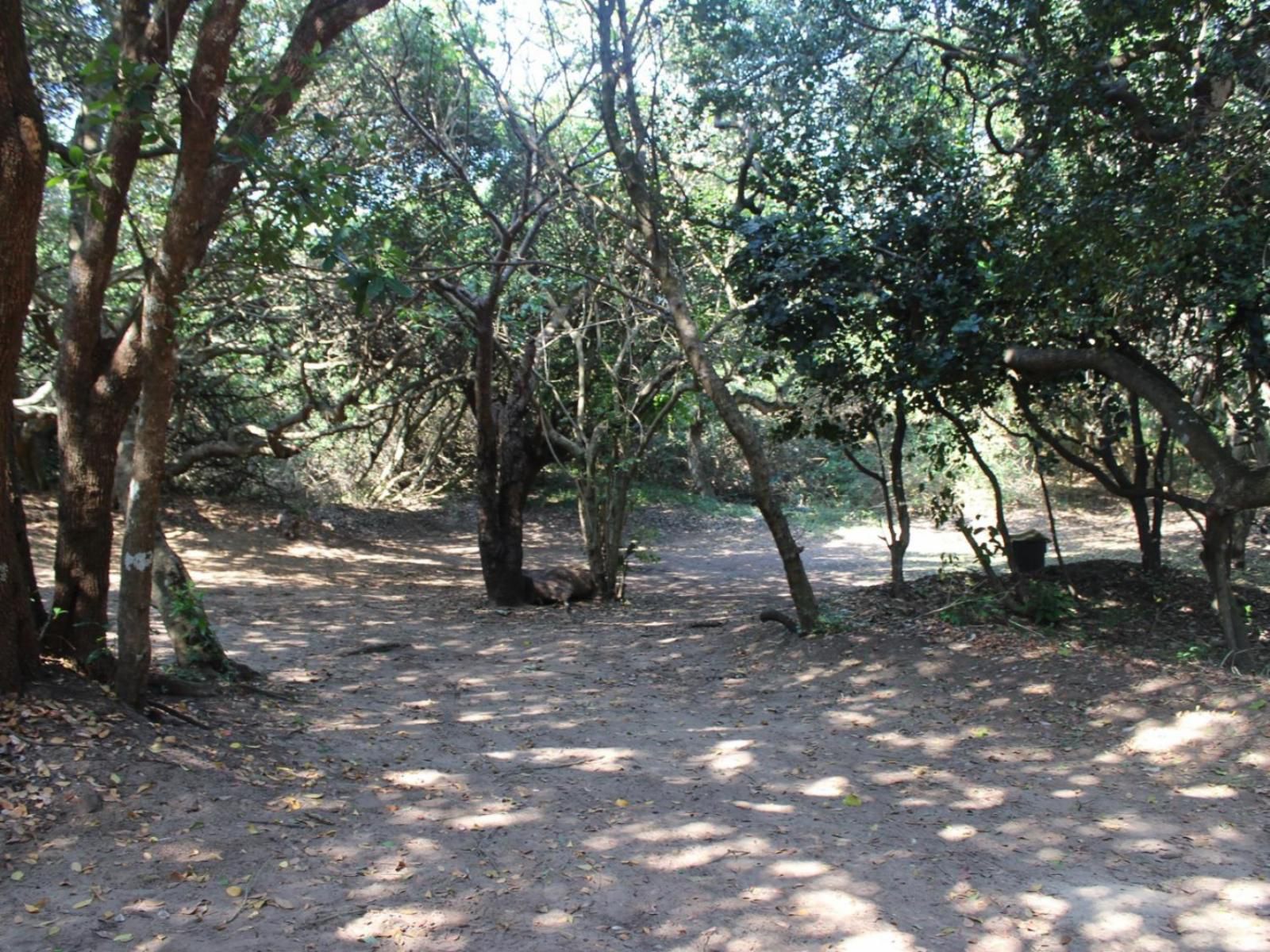 Malongane Beach Resort, Camp Site CS10, Forest, Nature, Plant, Tree, Wood