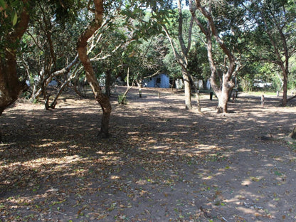 Malongane Beach Resort, Camp Site CS11, Tree, Plant, Nature, Wood