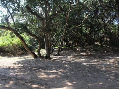 Malongane Beach Resort, Camp Site CS11, Forest, Nature, Plant, Tree, Wood