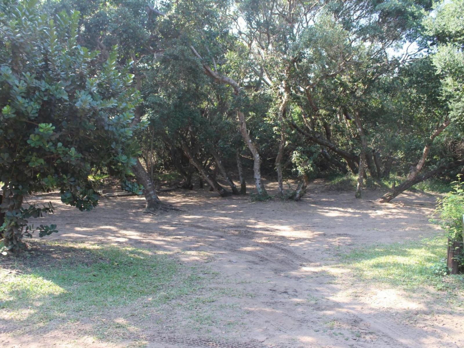 Malongane Beach Resort, Camp Site CS12, Forest, Nature, Plant, Tree, Wood