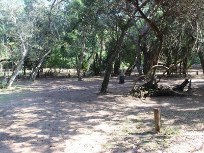 Malongane Beach Resort, Camp Site CS13, Forest, Nature, Plant, Tree, Wood