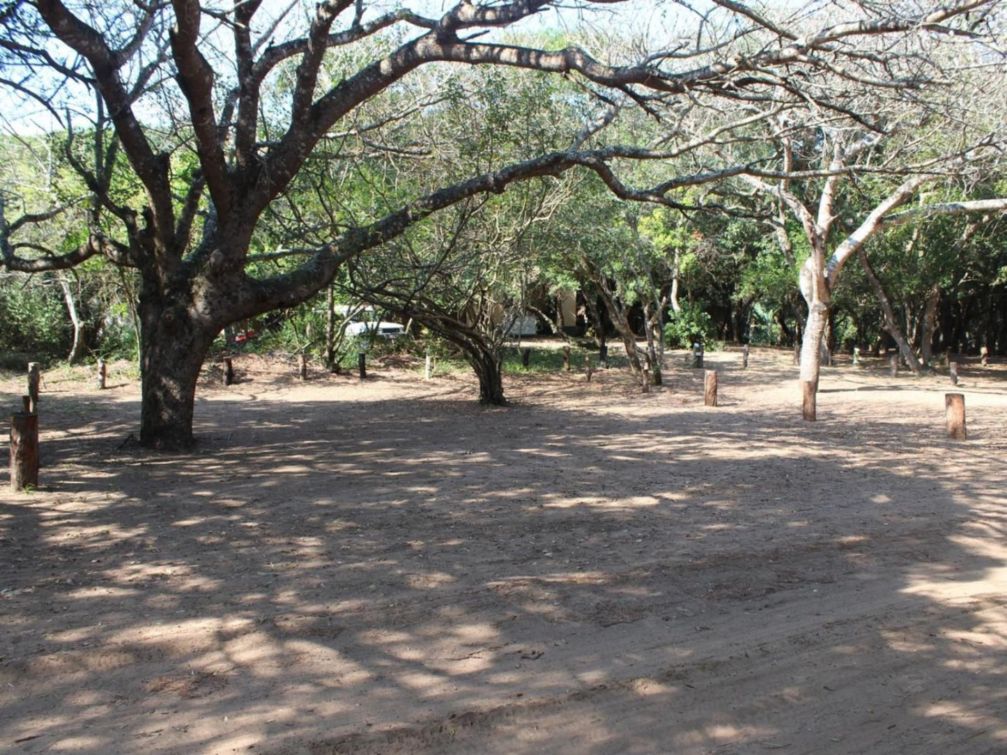 Malongane Beach Resort, Camp Site CS14, Forest, Nature, Plant, Tree, Wood