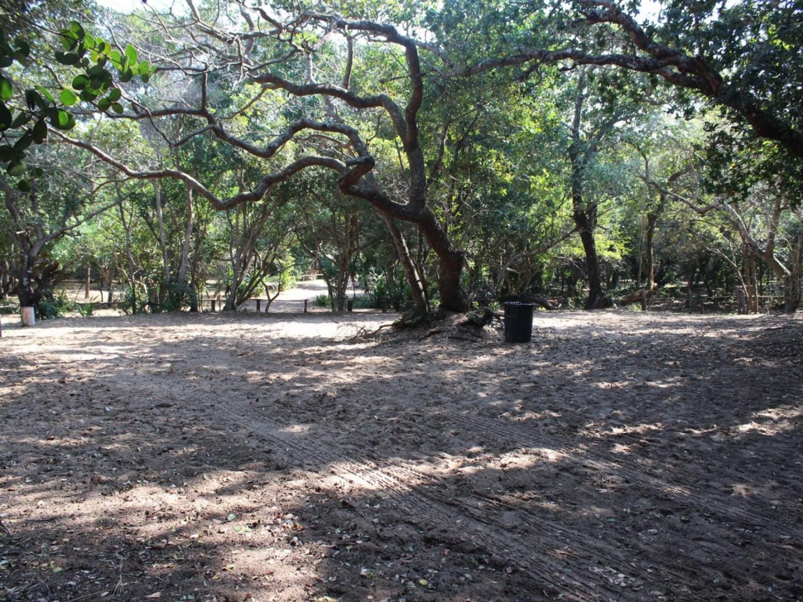 Malongane Beach Resort, Camp Site CS15, Forest, Nature, Plant, Tree, Wood