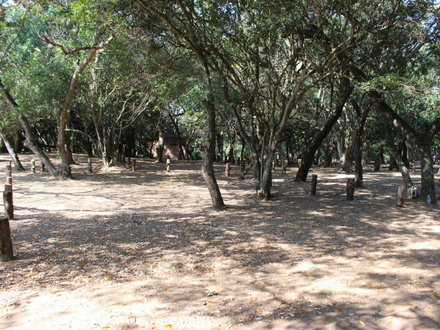 Malongane Beach Resort, Camp Site CS16, Forest, Nature, Plant, Tree, Wood