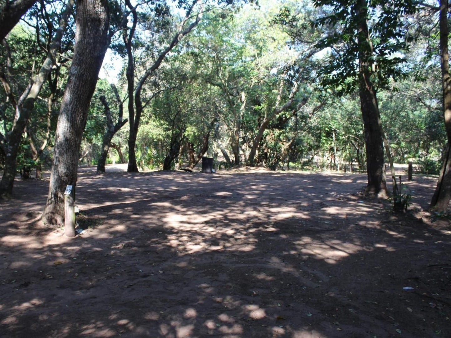 Malongane Beach Resort, Camp Site CS17, Forest, Nature, Plant, Tree, Wood