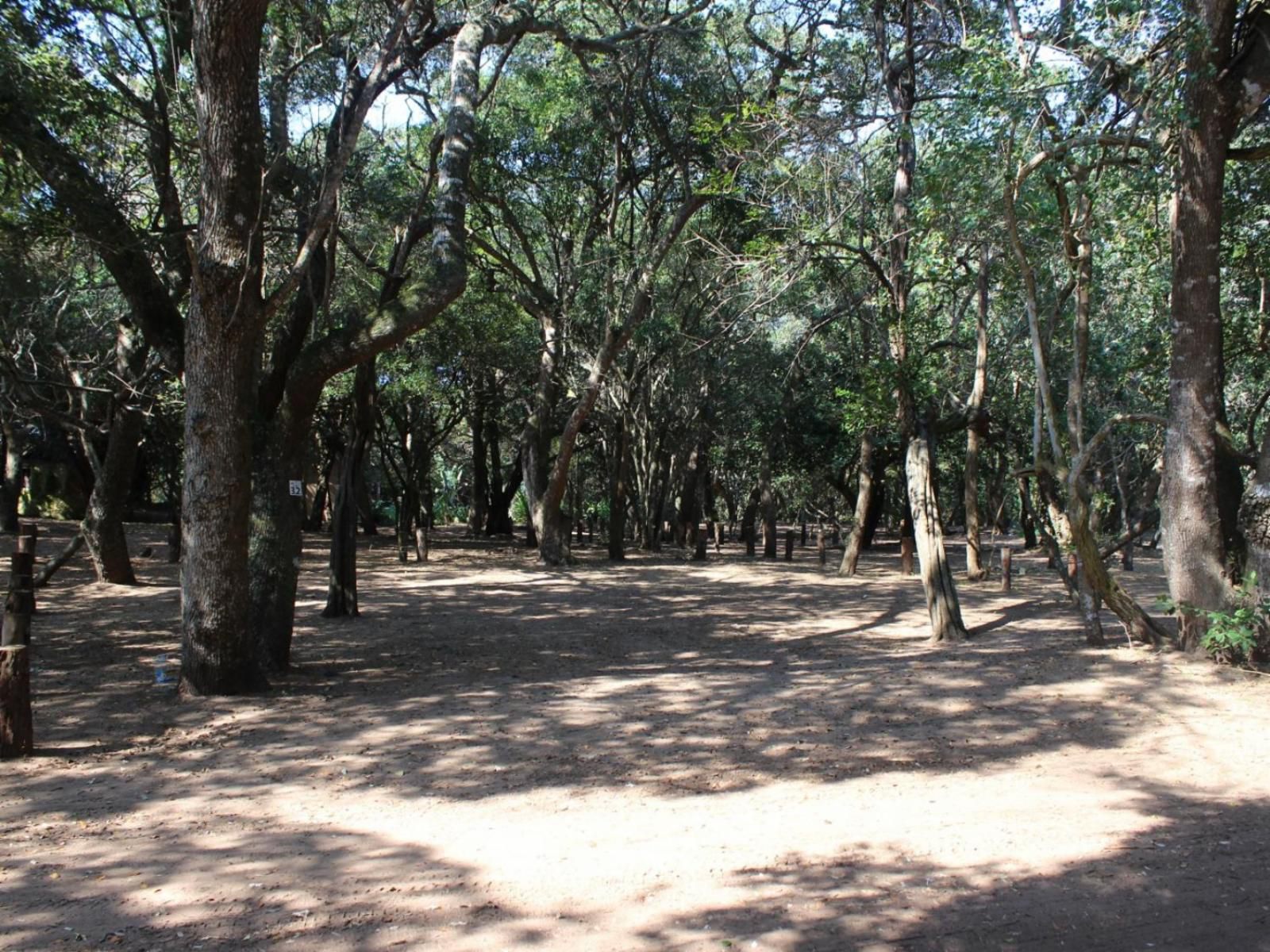 Malongane Beach Resort, Camp Site CS18, Forest, Nature, Plant, Tree, Wood