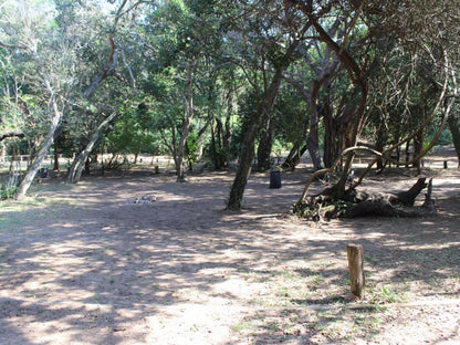 Malongane Beach Resort, Camp Site CS2, Forest, Nature, Plant, Tree, Wood