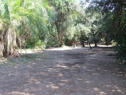 Malongane Beach Resort, Camp Site CS20, Forest, Nature, Plant, Tree, Wood, Palm Tree