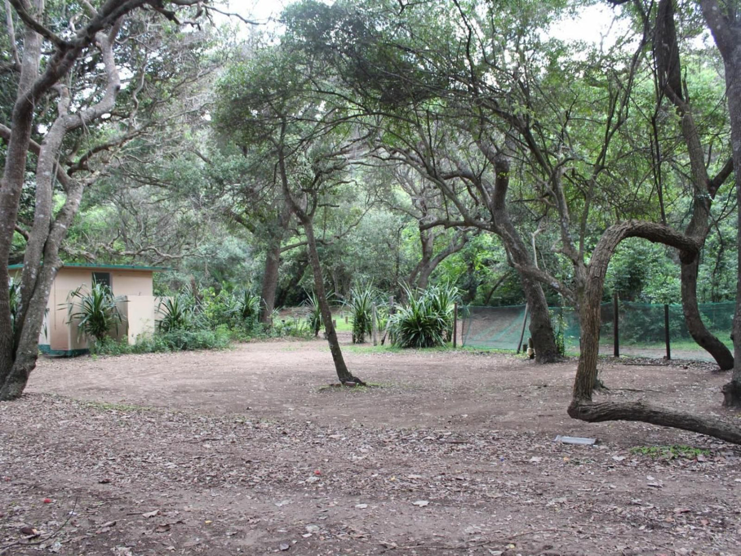 Malongane Beach Resort, Camp Site CS21, Forest, Nature, Plant, Tree, Wood