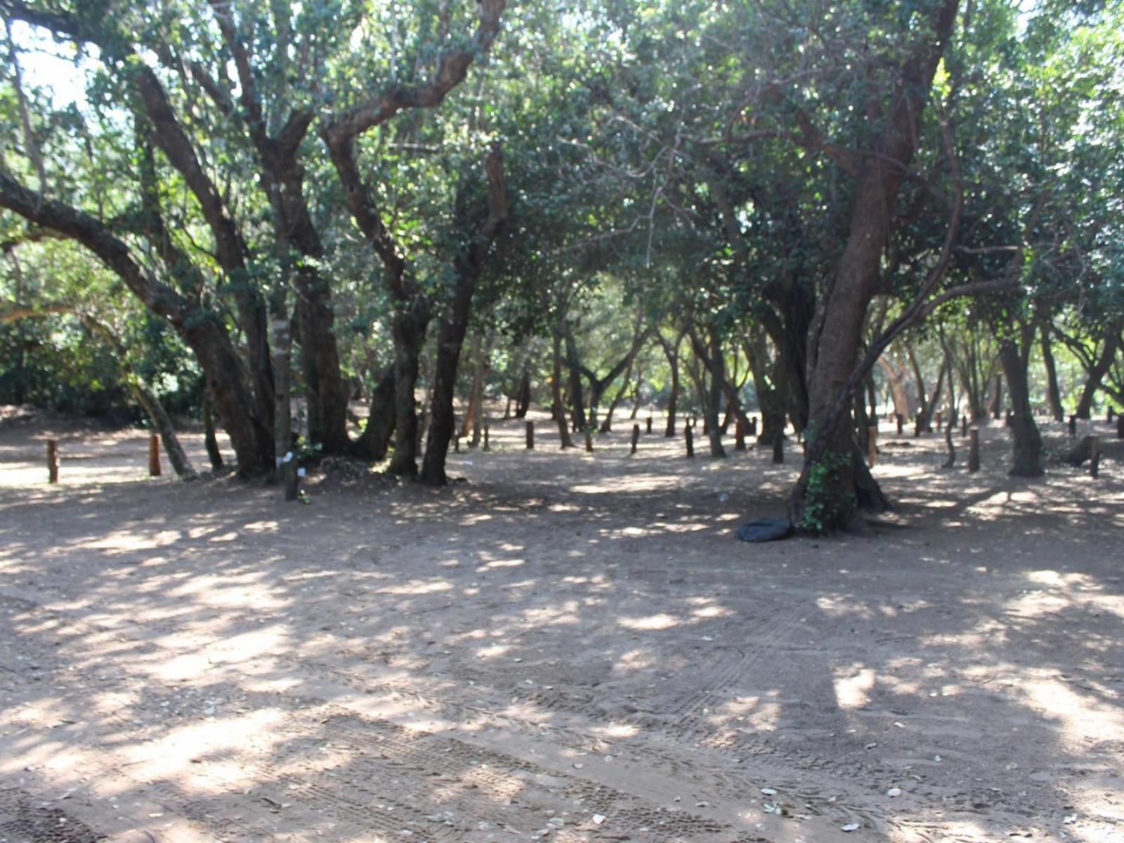 Malongane Beach Resort, Camp Site CS21, Forest, Nature, Plant, Tree, Wood