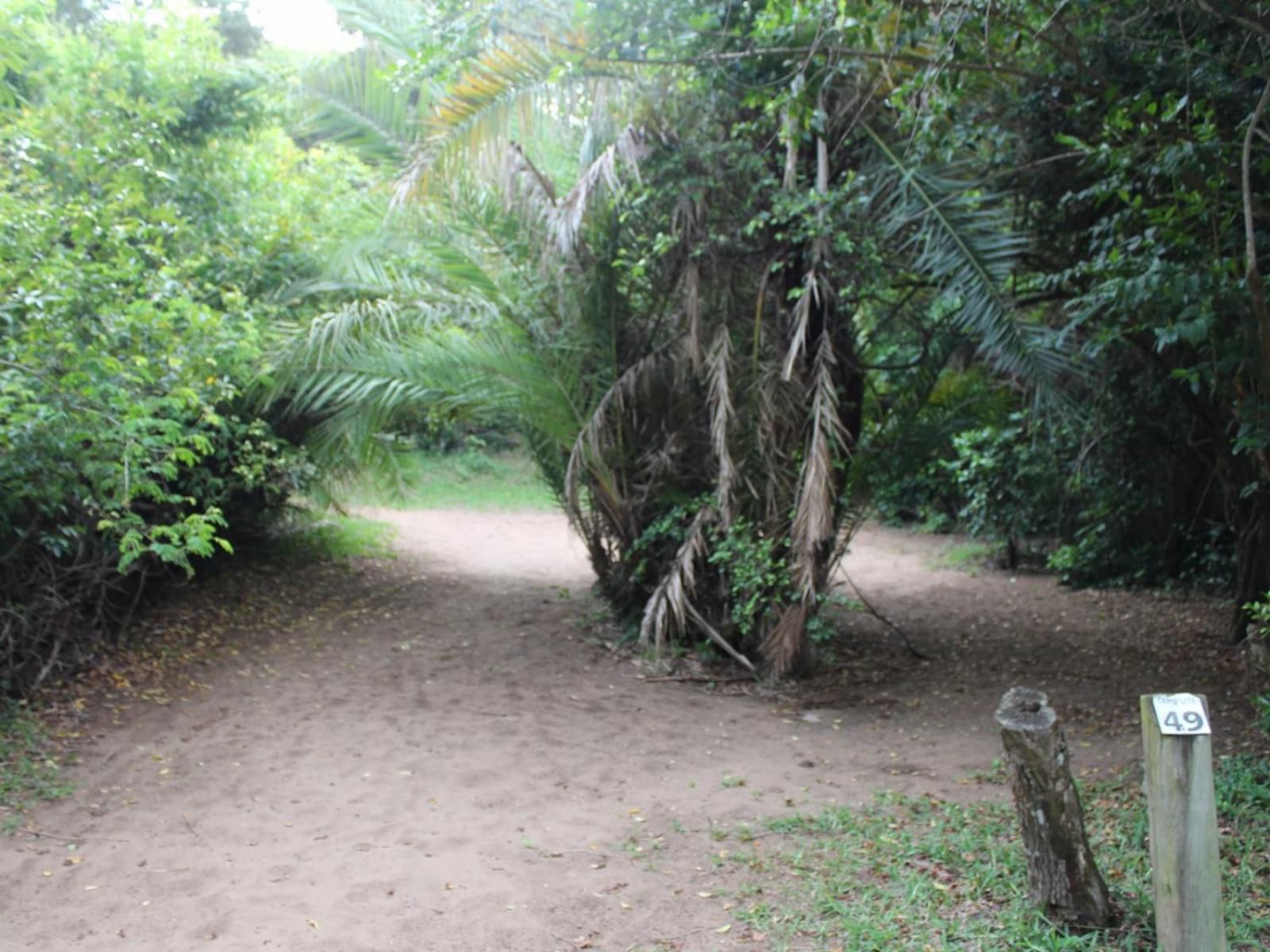 Malongane Beach Resort, Camp Site CS22, Forest, Nature, Plant, Tree, Wood, Palm Tree