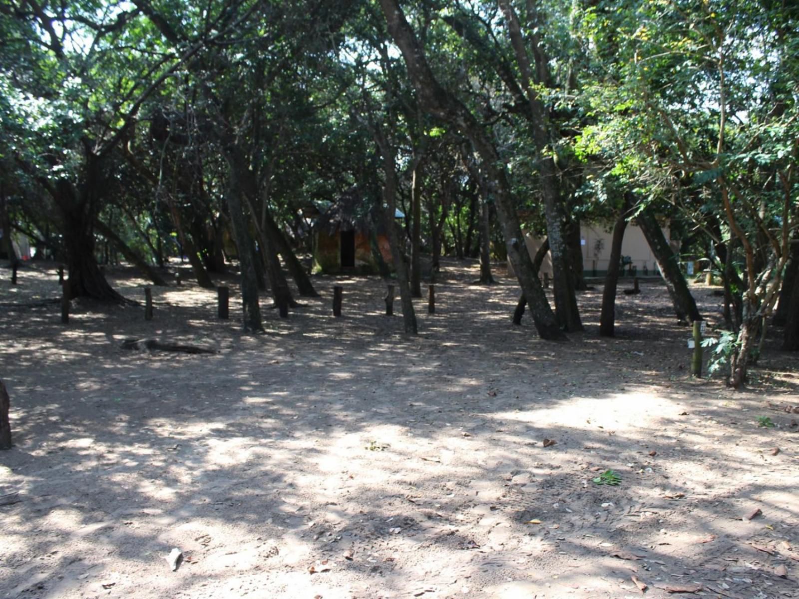 Malongane Beach Resort, Camp Site CS22, Forest, Nature, Plant, Tree, Wood