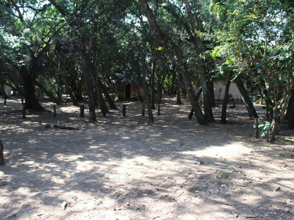 Malongane Beach Resort, Camp Site CS22, Forest, Nature, Plant, Tree, Wood