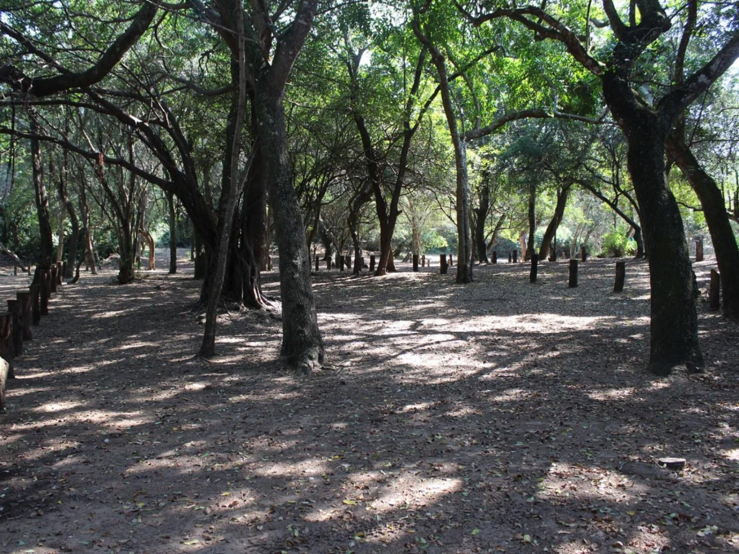 Malongane Beach Resort, Camp Site CS23, Forest, Nature, Plant, Tree, Wood