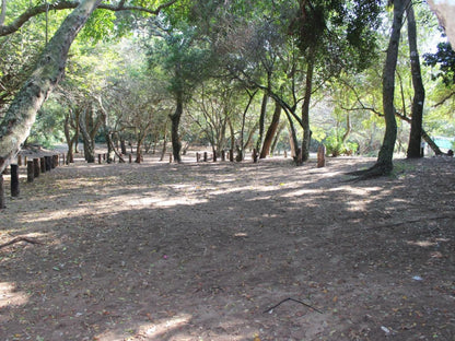 Malongane Beach Resort, Camp Site CS24, Forest, Nature, Plant, Tree, Wood