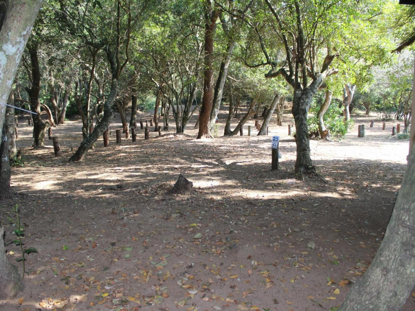 Malongane Beach Resort, Camp site CS25, Forest, Nature, Plant, Tree, Wood