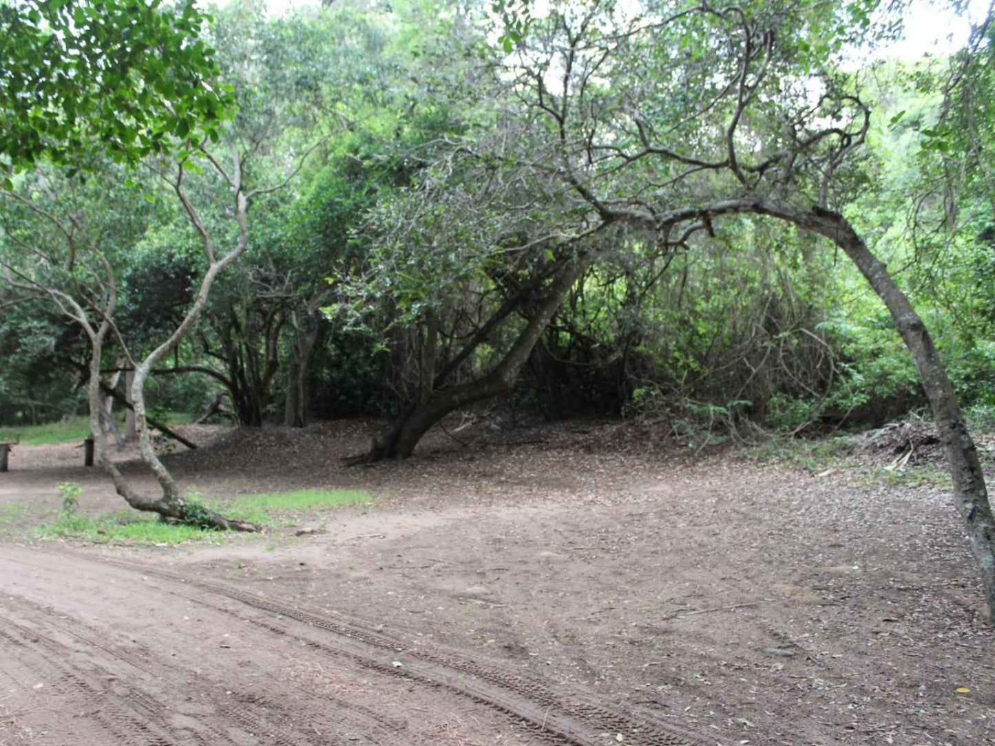 Malongane Beach Resort, Camp Site CS26, Forest, Nature, Plant, Tree, Wood