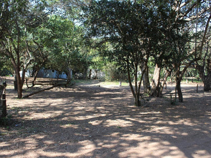 Malongane Beach Resort, Camp Site CS28, Forest, Nature, Plant, Tree, Wood