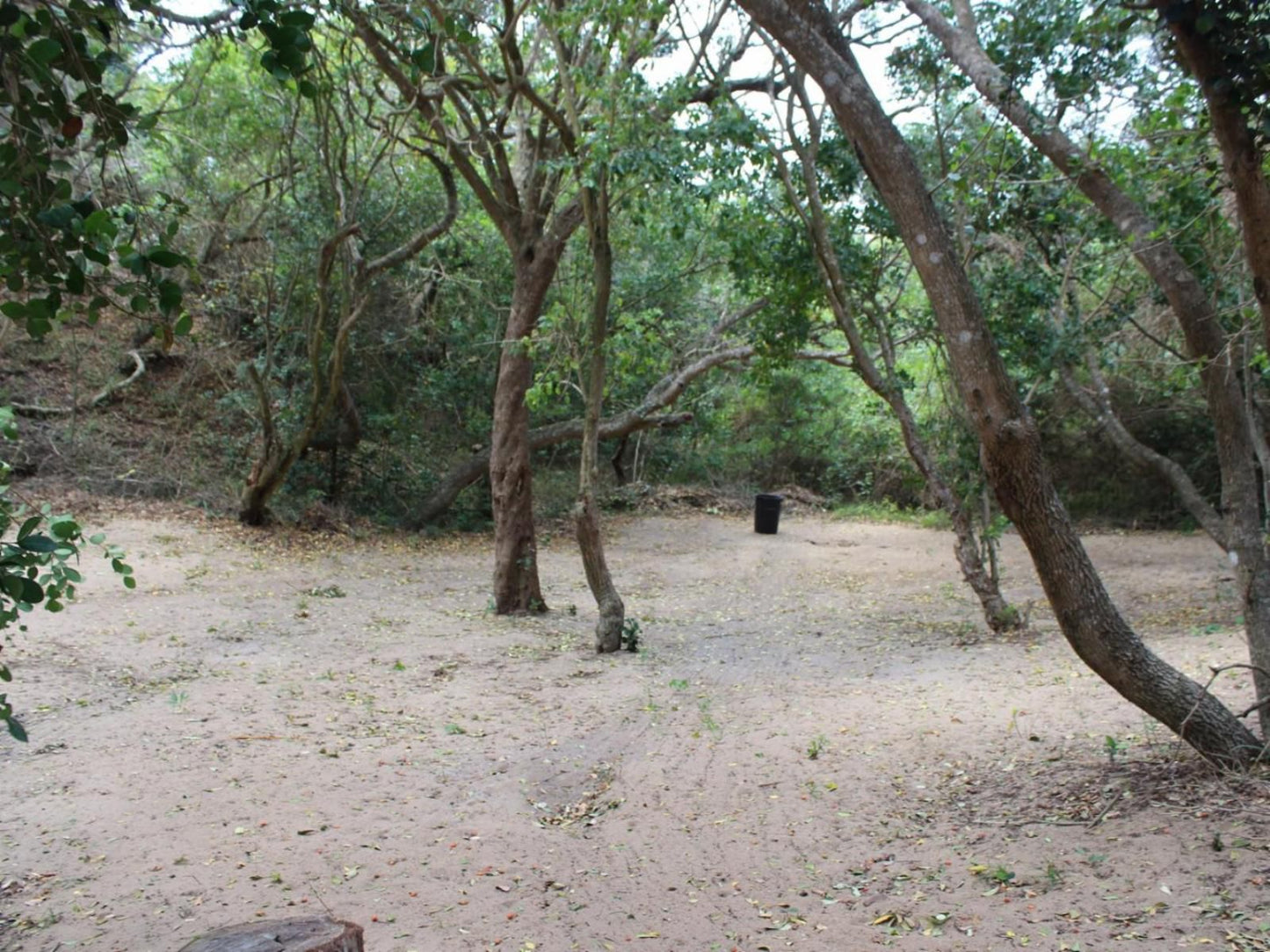 Malongane Beach Resort, Camp Site CS29, Forest, Nature, Plant, Tree, Wood