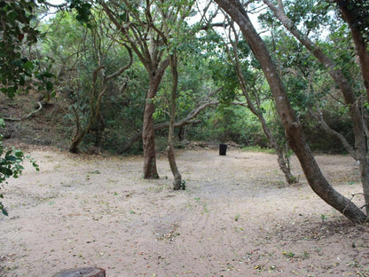 Malongane Beach Resort, Camp Site CS29, Forest, Nature, Plant, Tree, Wood