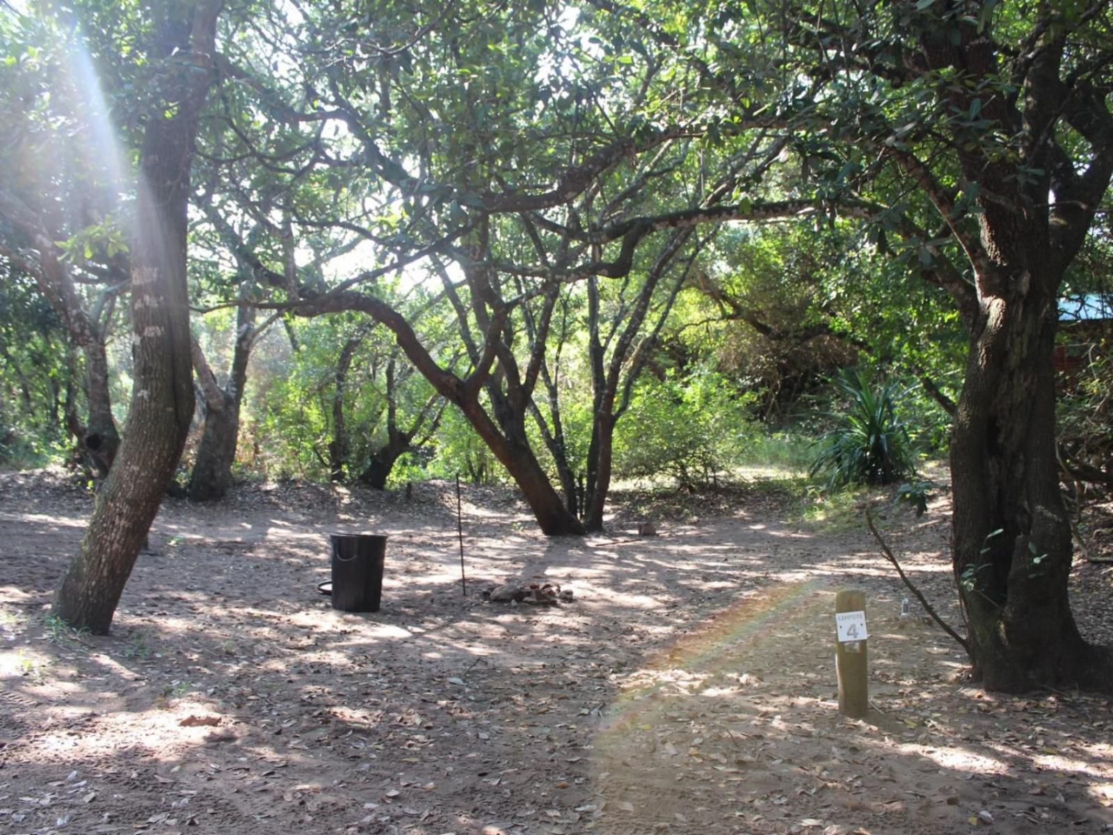 Malongane Beach Resort, Camp Site CS4, Forest, Nature, Plant, Tree, Wood