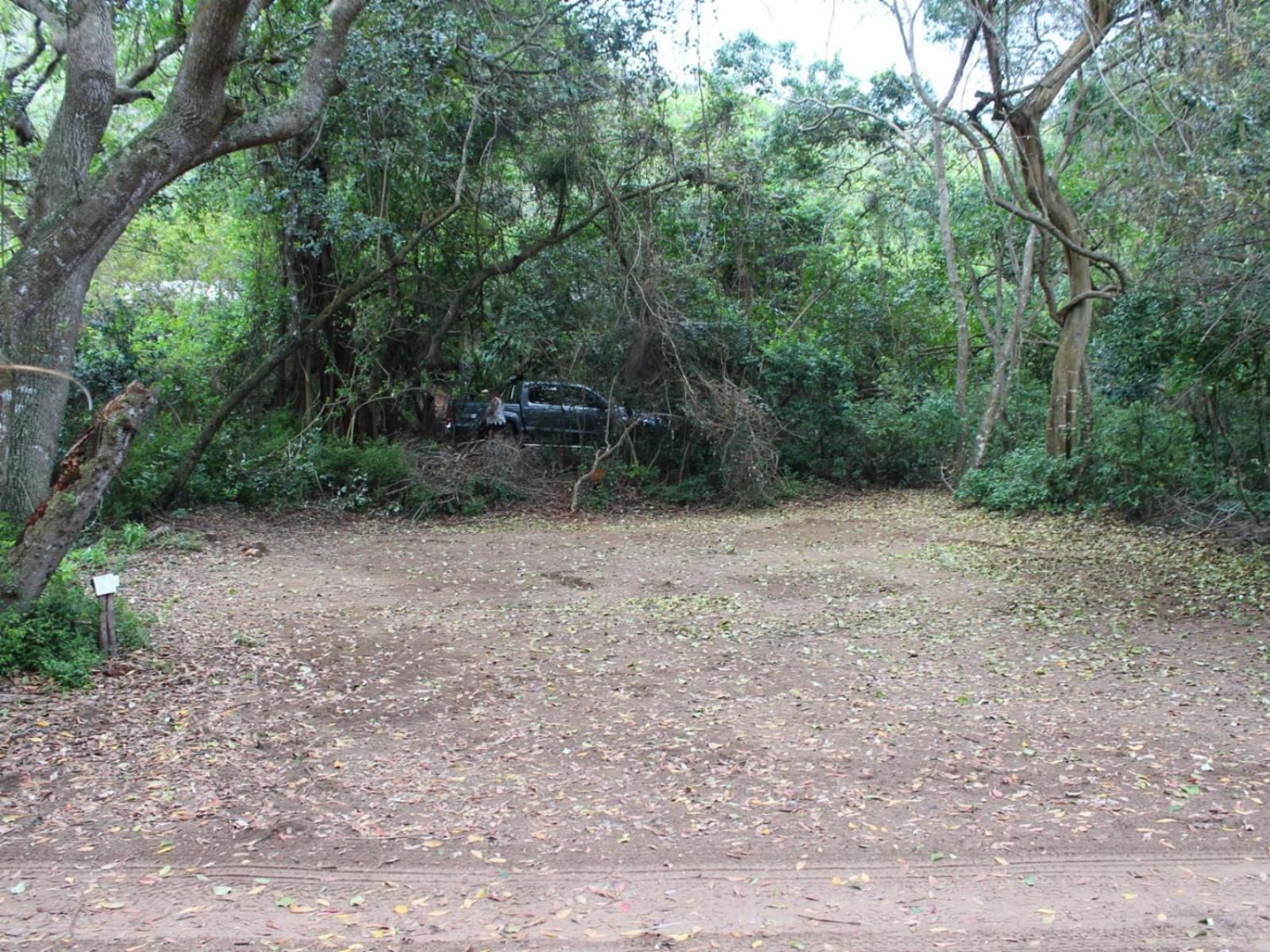 Malongane Beach Resort, Camp Site CS42, Forest, Nature, Plant, Tree, Wood