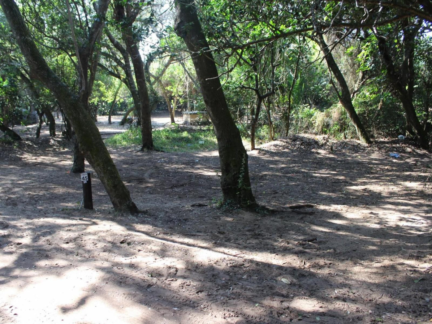 Malongane Beach Resort, Camp Site CS44, Forest, Nature, Plant, Tree, Wood