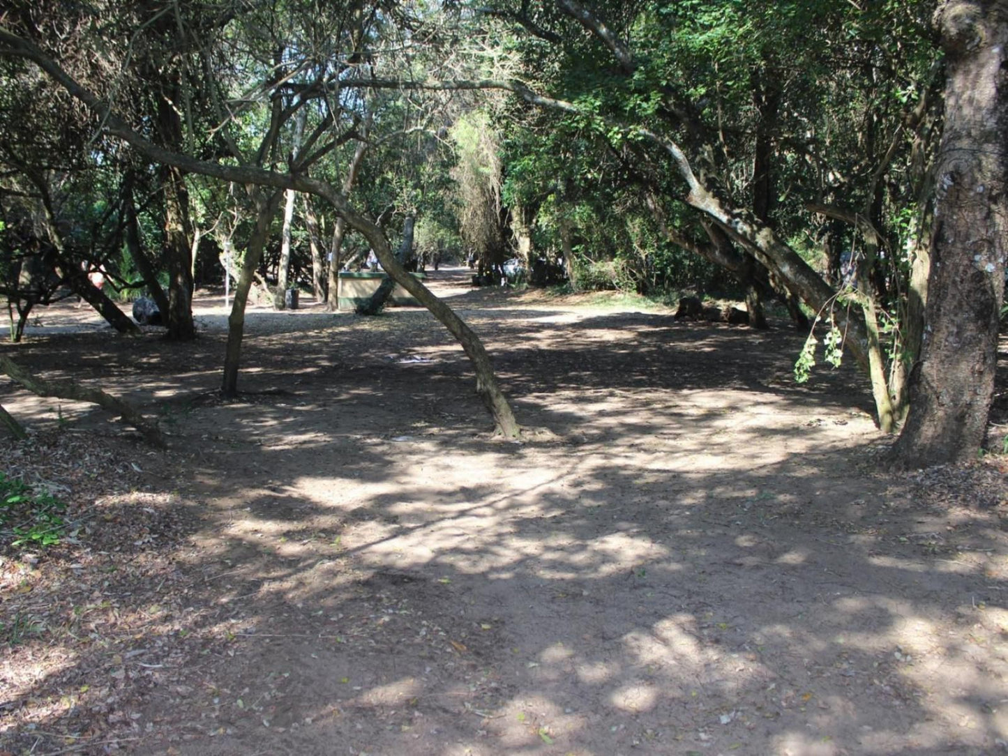 Malongane Beach Resort, Camp Site CS45, Forest, Nature, Plant, Tree, Wood