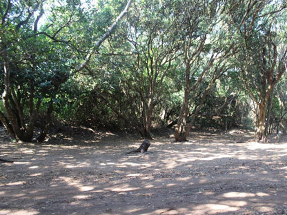 Malongane Beach Resort, Camp Site CS5, Forest, Nature, Plant, Tree, Wood