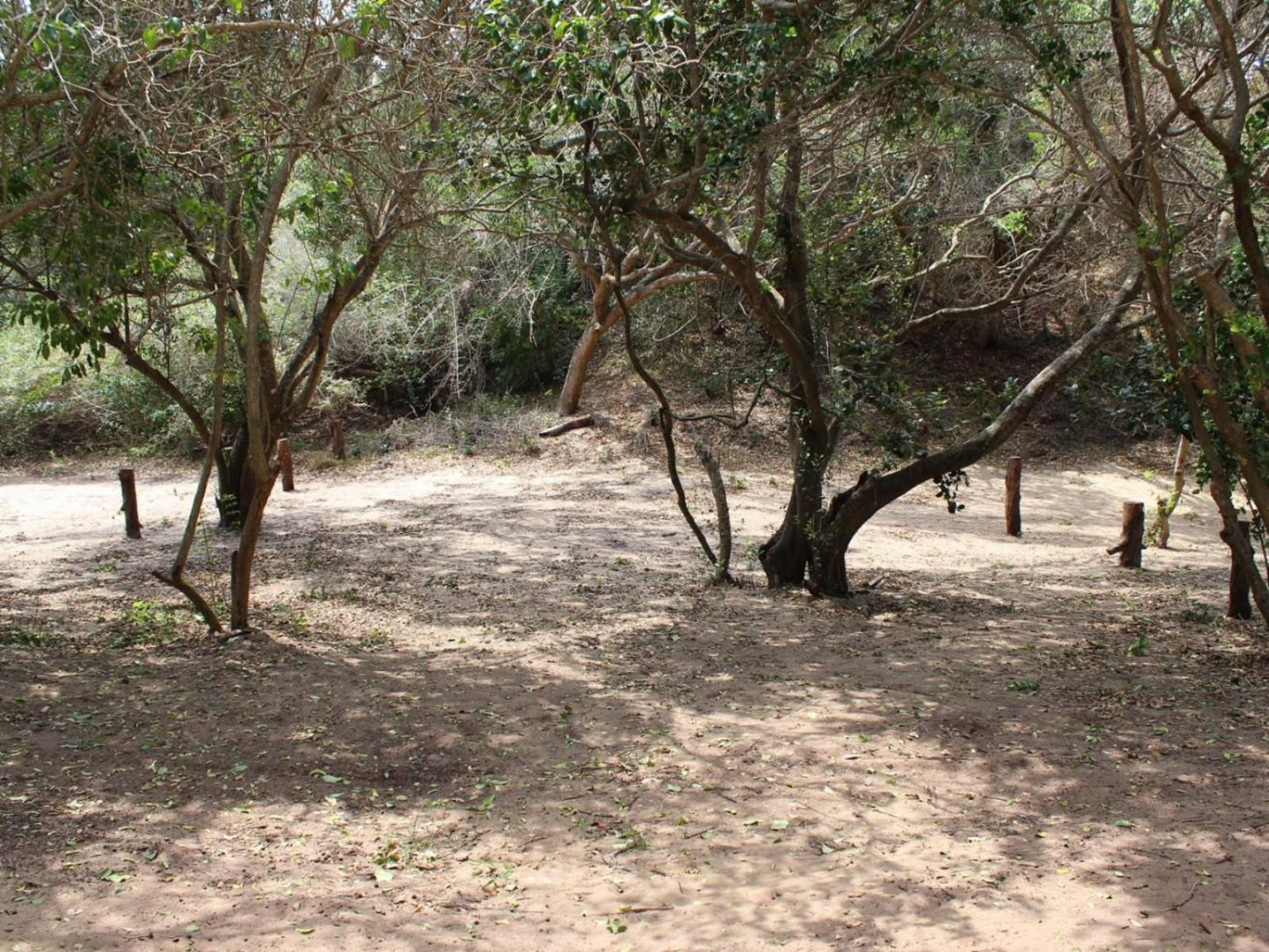 Malongane Beach Resort, Camp Site CS52, Forest, Nature, Plant, Tree, Wood